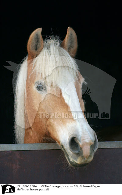Haflinger horse portrait / SS-03564