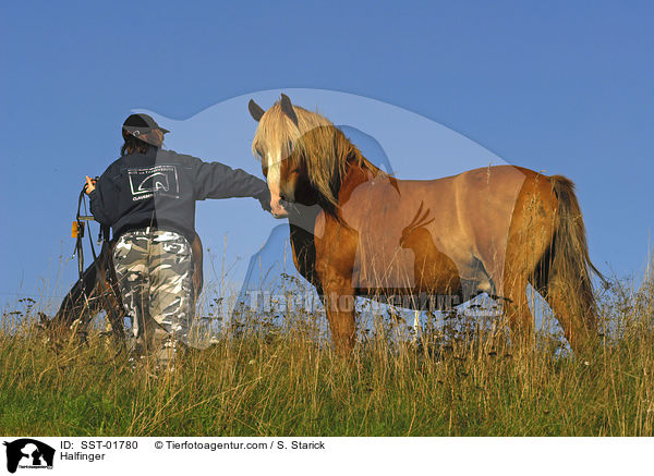 Pferd wird von Koppel geholt / Halfinger / SST-01780