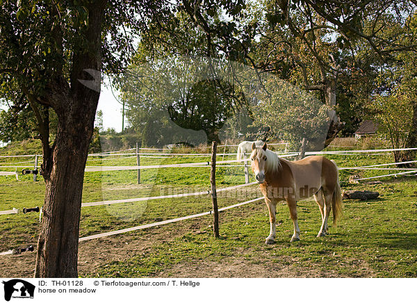 horse on meadow / TH-01128