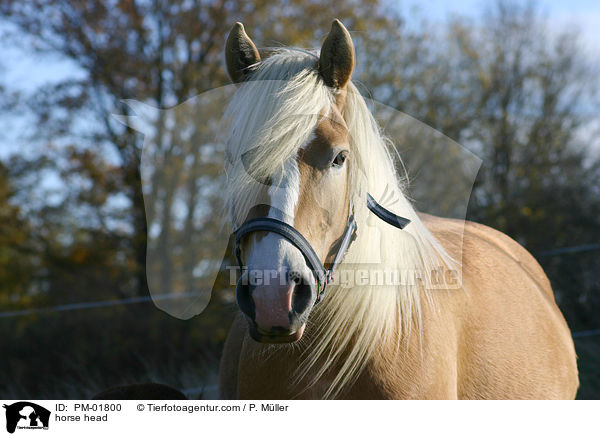horse head / PM-01800