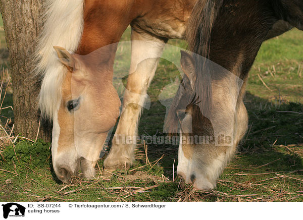 fressende Pferde / eating horses / SS-07244