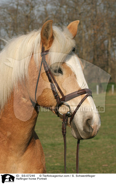Haflinger horse Portrait / SS-07246