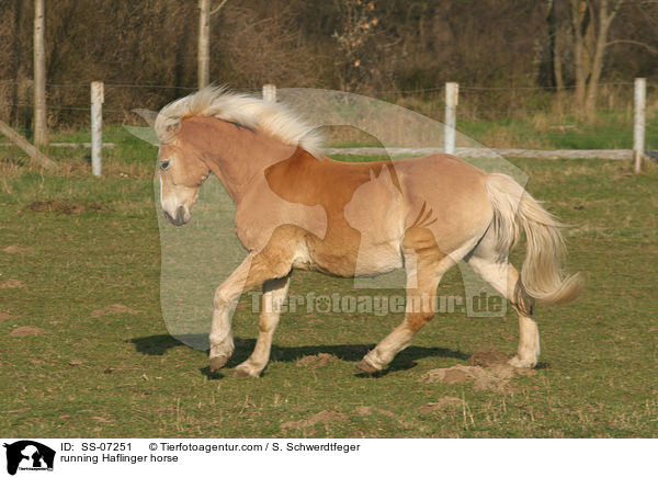 running Haflinger horse / SS-07251