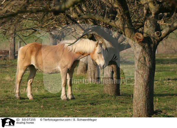 dozing horse / SS-07255