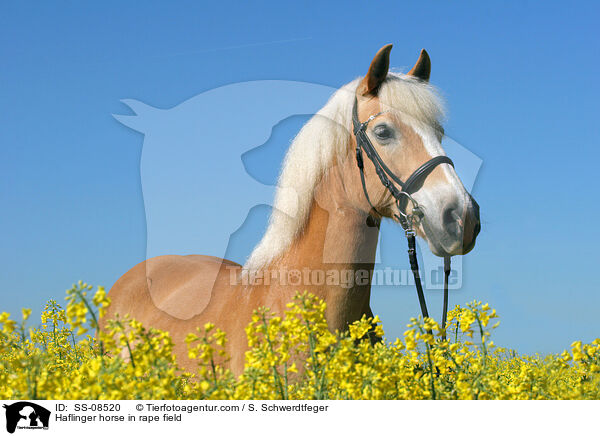 Haflinger im Rapsfeld / Haflinger horse in rape field / SS-08520