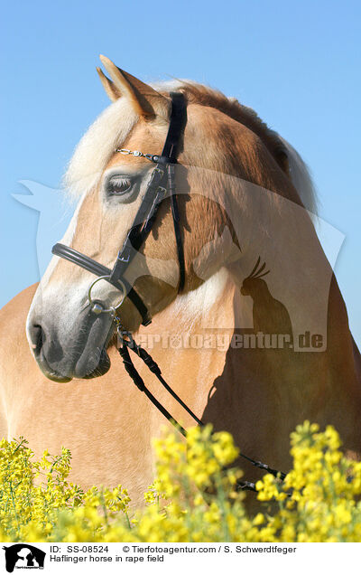 Haflinger horse in rape field / SS-08524