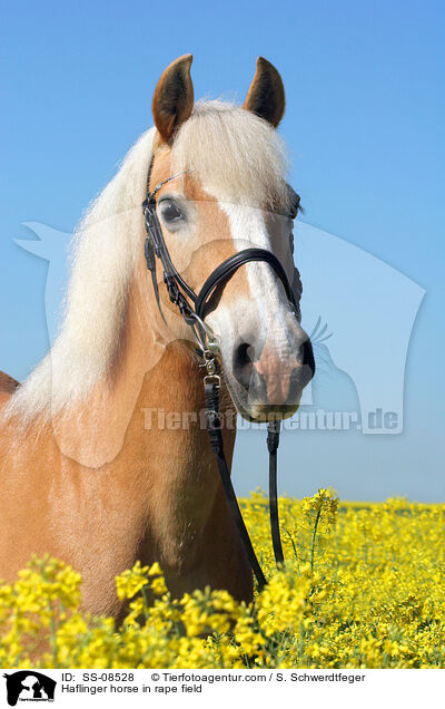 Haflinger im Rapsfeld / Haflinger horse in rape field / SS-08528