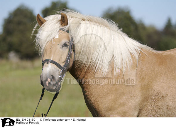 Haflinger Portrait / Haflinger Portrait / EH-01159