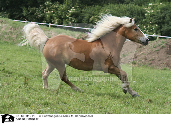 running Haflinger / MH-01244