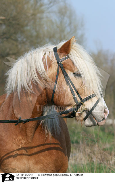 Haflinger Portrait / IP-02041