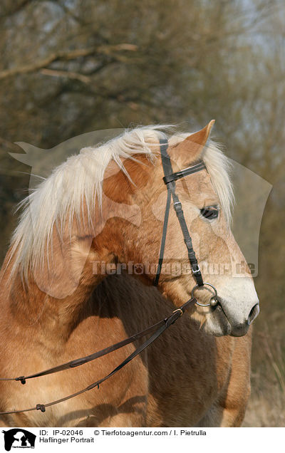 Haflinger Portrait / IP-02046