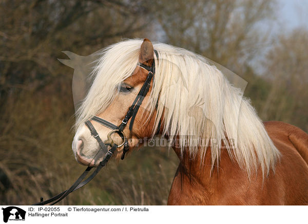 Haflinger Portrait / IP-02055