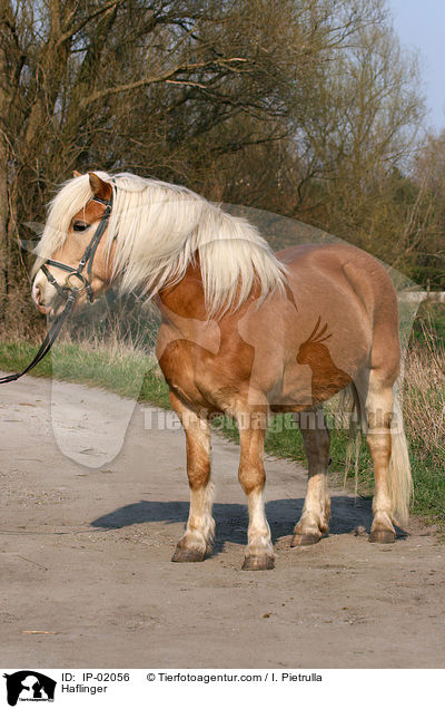 Haflinger / Haflinger / IP-02056