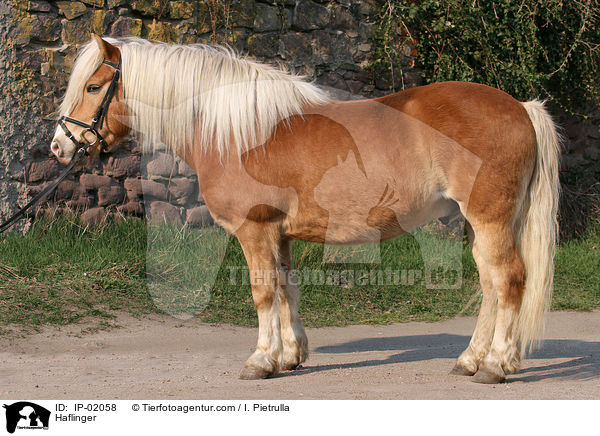 Haflinger / IP-02058