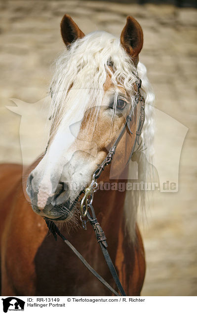 Haflinger Portrait / RR-13149