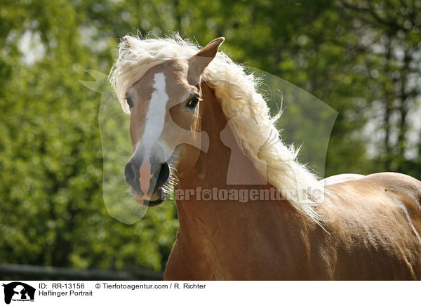 Haflinger Portrait / RR-13156