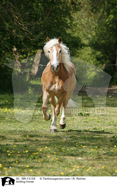 trotting horse / RR-13159