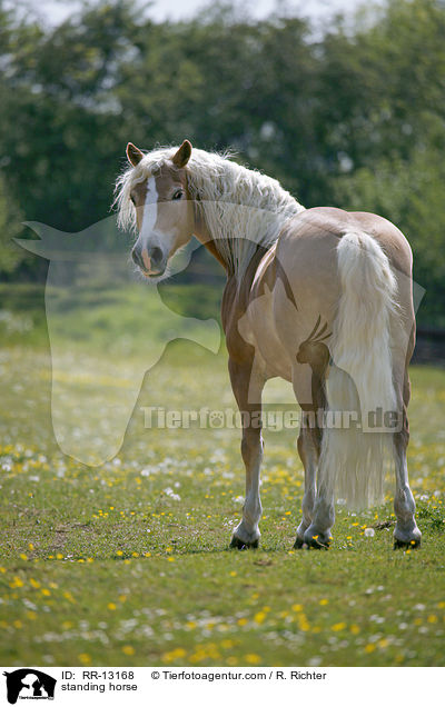 standing horse / RR-13168