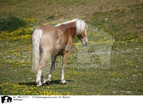 Haflinger / RR-13171