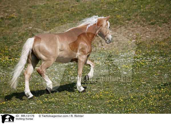 trotting horse / RR-13176