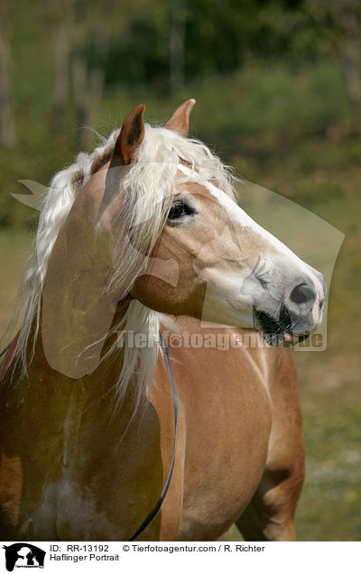 Haflinger Portrait / RR-13192