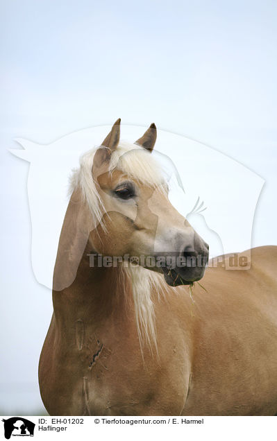 Haflinger / EH-01202