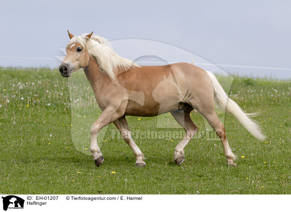 Haflinger / EH-01207