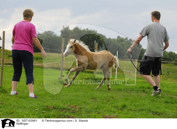 Haflinger / Haflinger / SST-02861