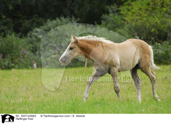Haflinger foal / SST-02862