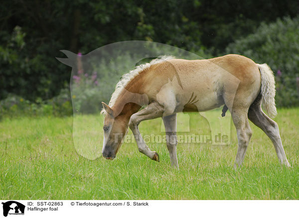 Haflinger foal / SST-02863