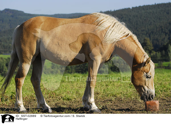 Haflinger / Haflinger / SST-02889