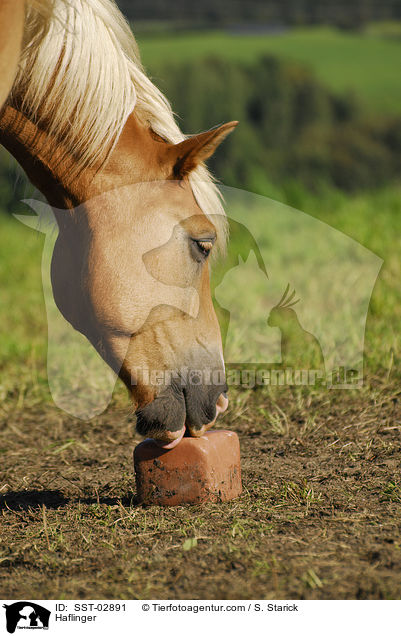 Haflinger / Haflinger / SST-02891
