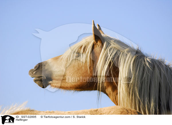 Haflinger / Haflinger / SST-02895