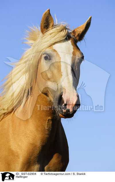 Haflinger / SST-02904