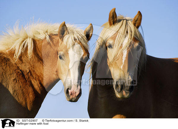 Haflinger mare with foal / SST-02907