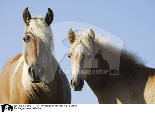Haflinger mare with foal / SST-02921