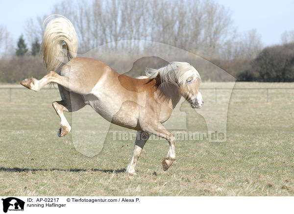 rennender Haflinger / running Haflinger / AP-02217