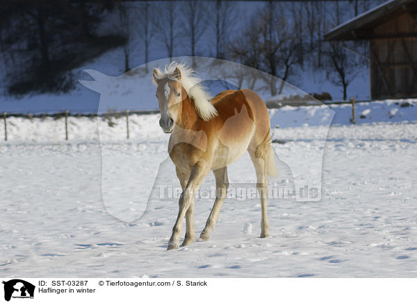 Haflinger in winter / SST-03287