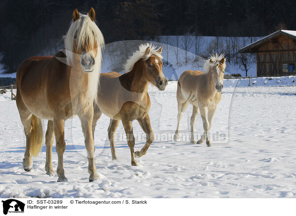 Haflinger in winter / SST-03289