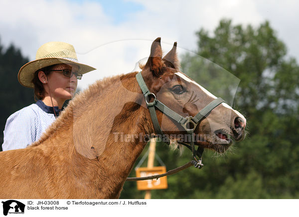 Schwarzwlder Fuchs / black forest horse / JH-03008