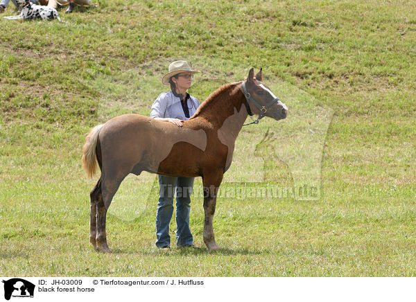 Schwarzwlder Fuchs / black forest horse / JH-03009