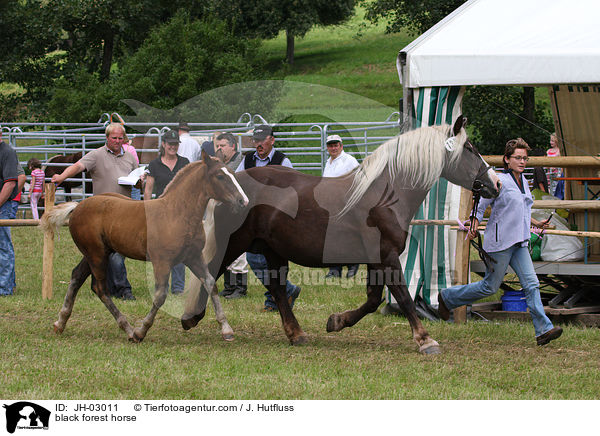 black forest horse / JH-03011