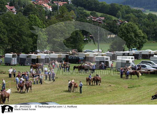 black forest horse / JH-03022