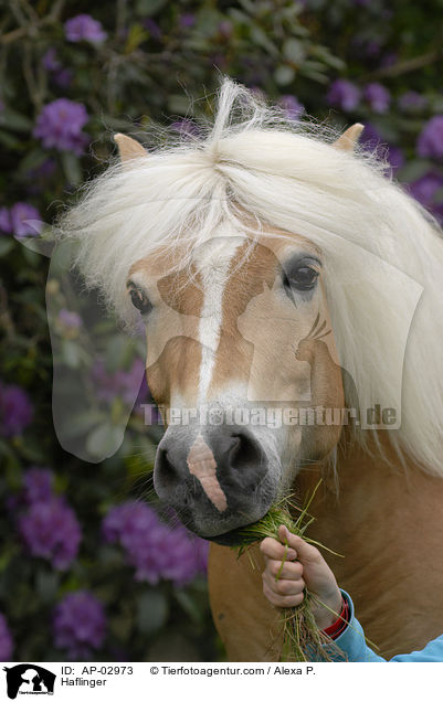 Haflinger / AP-02973