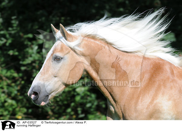 running Haflinger / AP-03527