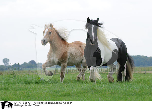 Haflinger & Irish Tinker / AP-03873