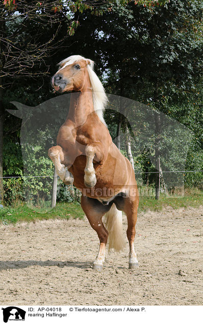 steigender Haflinger / rearing Haflinger / AP-04018