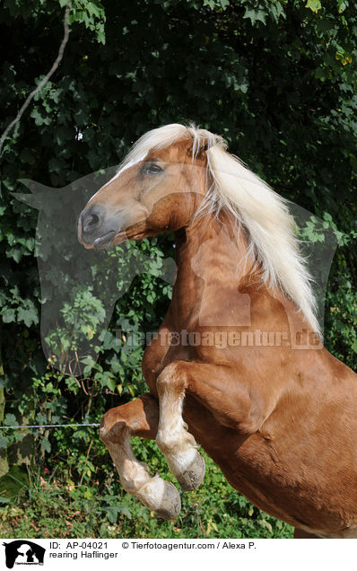 rearing Haflinger / AP-04021