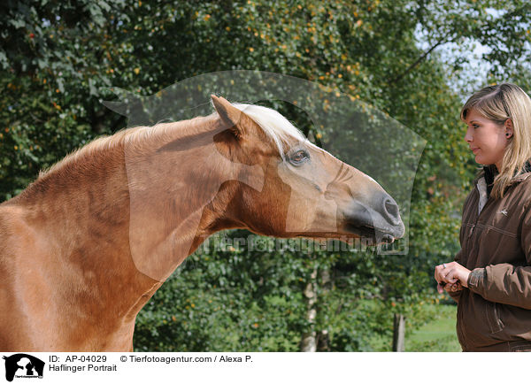 Haflinger Portrait / Haflinger Portrait / AP-04029