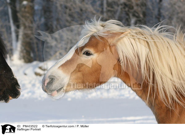 Haflinger Portrait / PM-03522